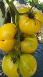 Tomato Great White